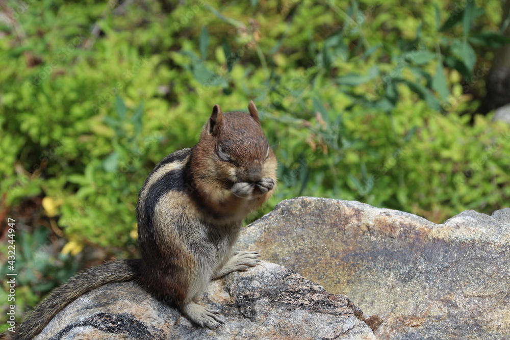 Chipmunk cuteness Chipmunk cuteness