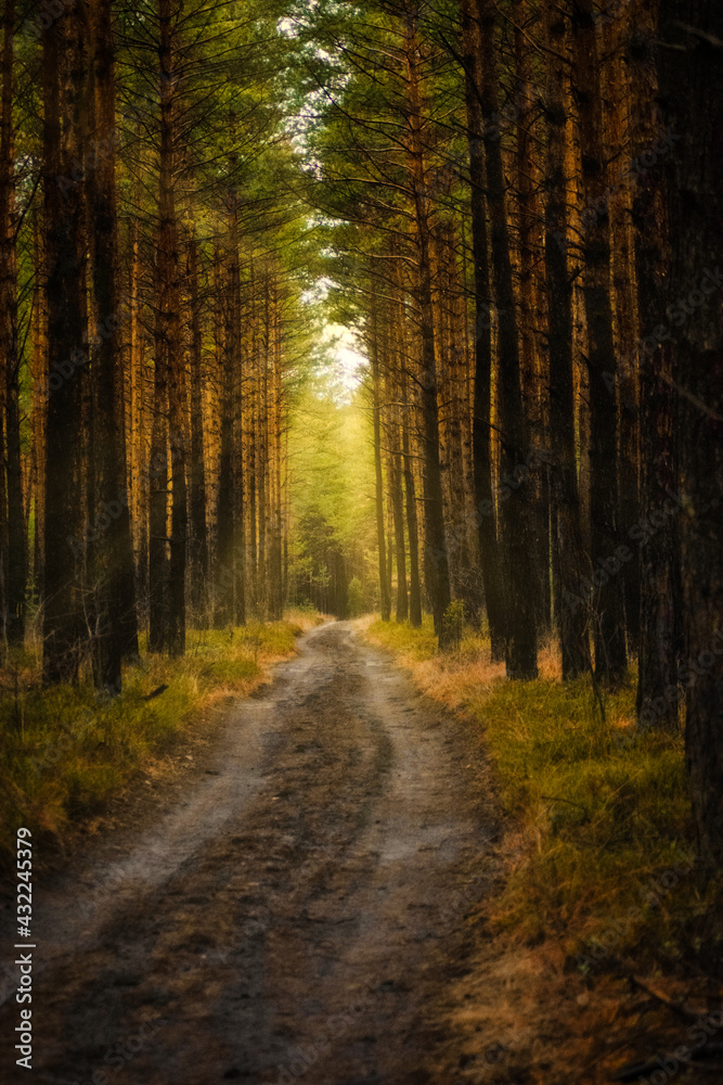 Naklejka premium path in the forest
