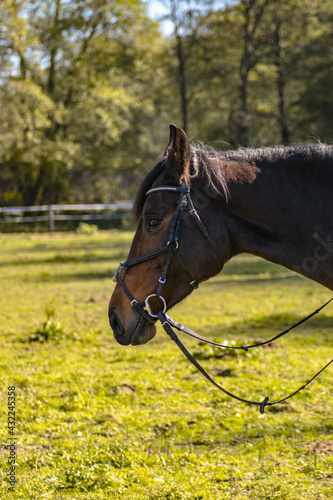 horse in the field © Krzysztof