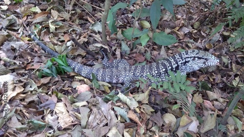 Um lagarto camuflado em meio a natureza, por conta de suas escamas e coloração se confundem com as folhas secas. 