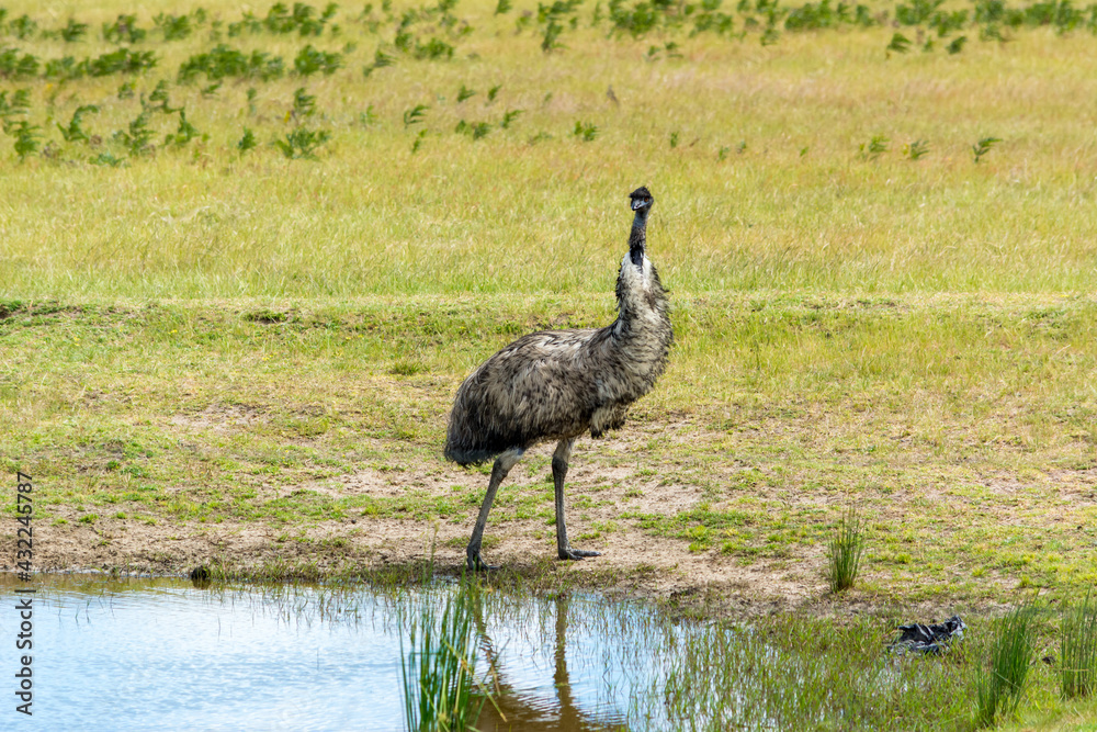Fototapeta premium Emu in the wild at a water hole
