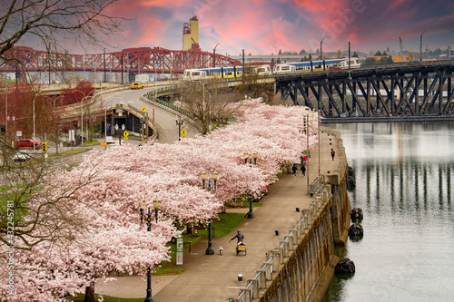 blooming flowering cherry trees at sunset in riverfront park along the Willamette river, and the Broadway Bridge and the MAX light rail train, in Portland Oregon photo
