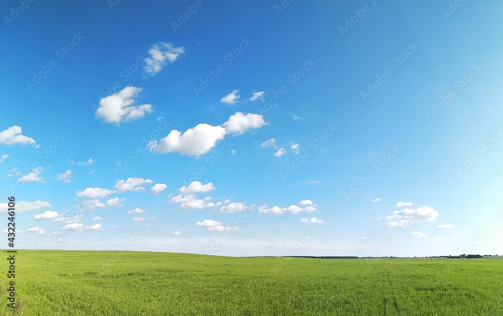 green field and blue sky