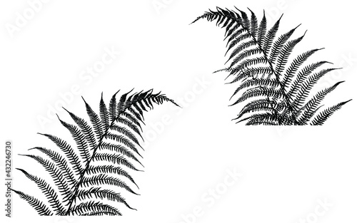 Fern leaves, leaf silhouette, vector EPS10. 