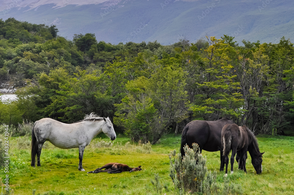 horses in the meadow with mountains in the background horses in the meadow with mountains in the background