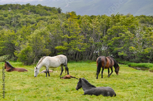 horses in the meadow with mountains in the background