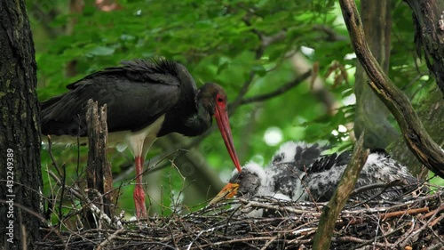 Black stork (Ciconia nigra) feeding chicks in nest, bird family, parent bringing food for hungry babies