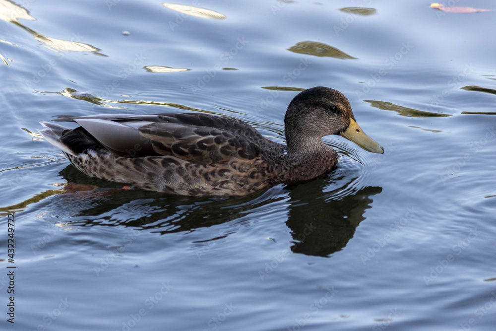 Swiming Duck Swiming Duck