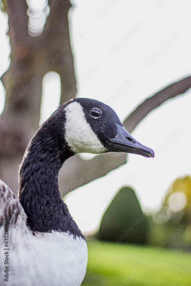 Obraz premium Canadian Goose