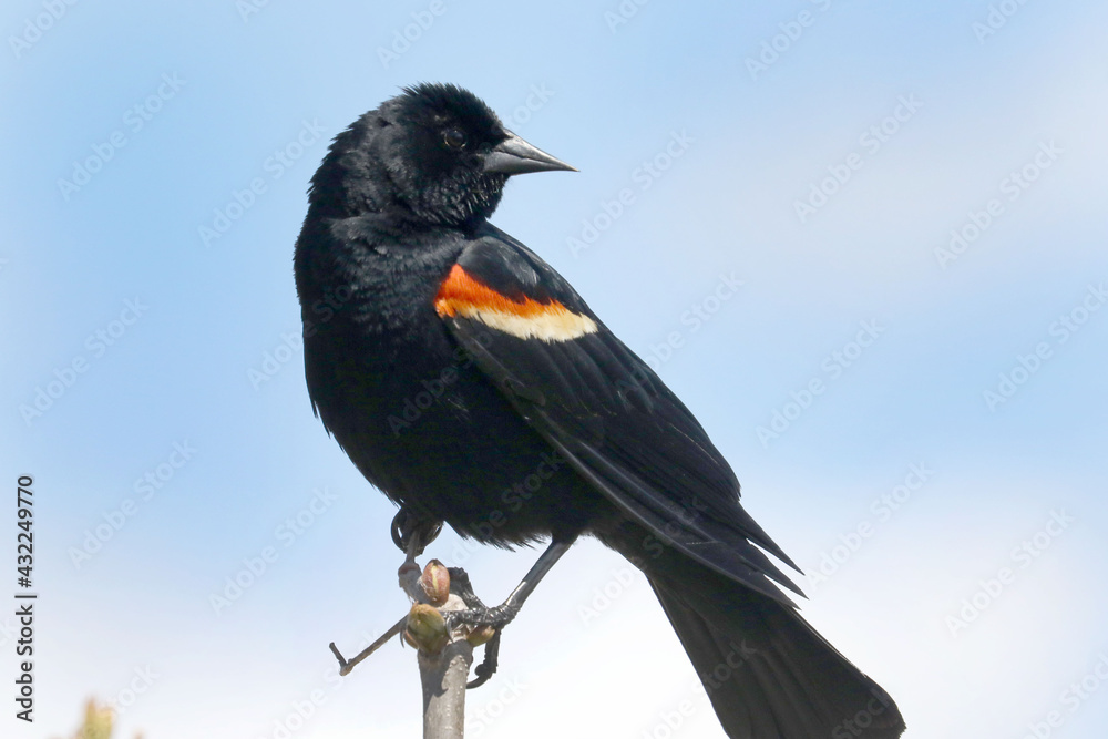 Fototapeta premium Red winged blackbird on branch