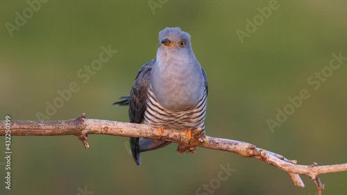 Common cuckoo song, European bird call, Cuculus canorus singing photo