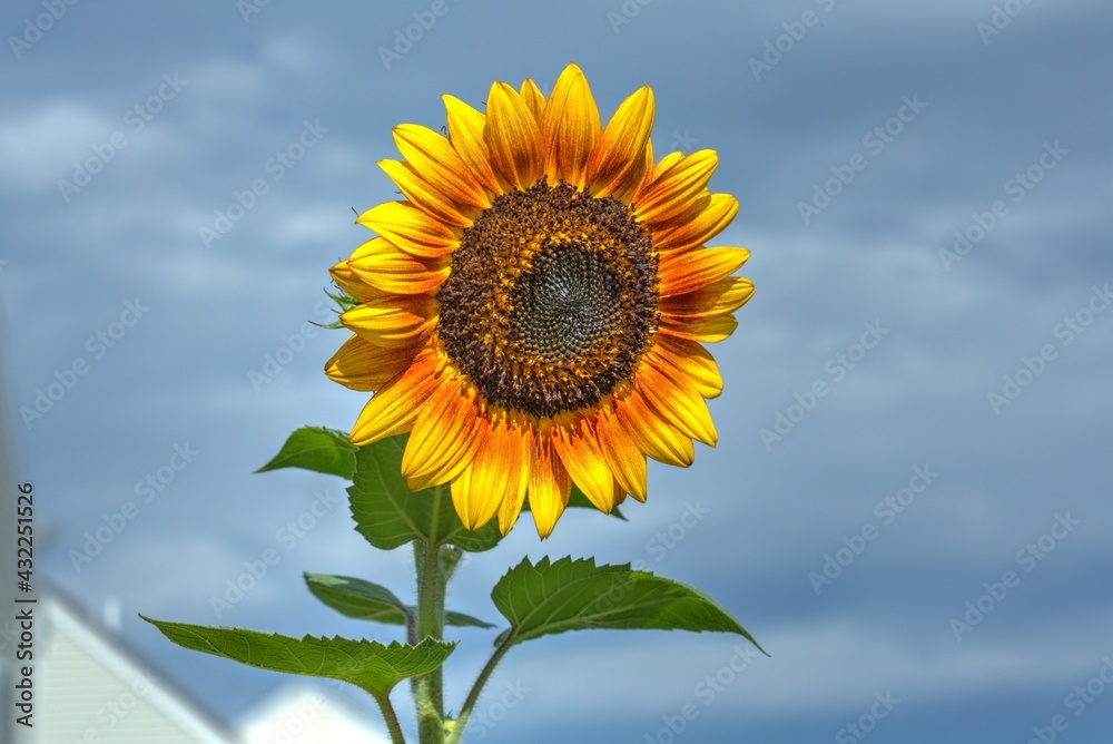 Vibrant sunflower on beautiful summer day Vibrant sunflower on beautiful summer day