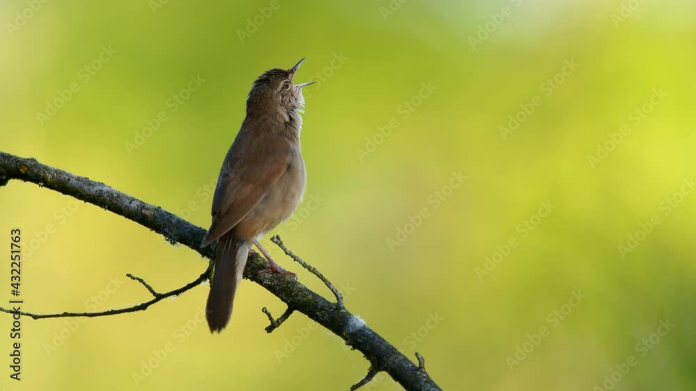 Savi’s warbler (Locustella luscinioides) singing, European bird song, funny call at the water Savi’s warbler (Locustella luscinioides) singing, European bird song, funny call at the water