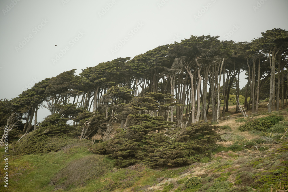 Group of trees San Francisco Golden Gate recreation area California Group of trees San Francisco Golden Gate recreation area California