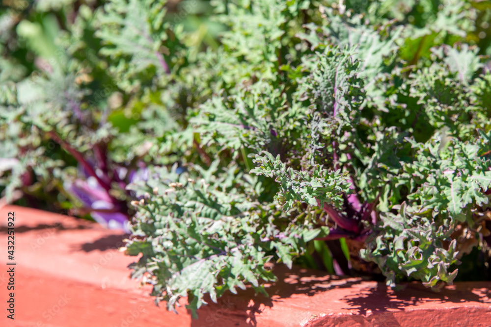 A wooden garden box of vibrant green and purple colored kale vegetables growing in the bright sun. The fresh ruffled organic kale is part of a food hobby farm garden in a raised garden bed. 