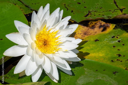 A bright white water lily with a yellow carpel center floating. The large cuplike flower is among large rich green lily pads that are rounded  variously notched  waxy-coated leaves on long stalks.