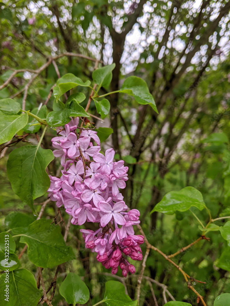 Pink Fragrant Lilac flowers Pink Fragrant Lilac flowers