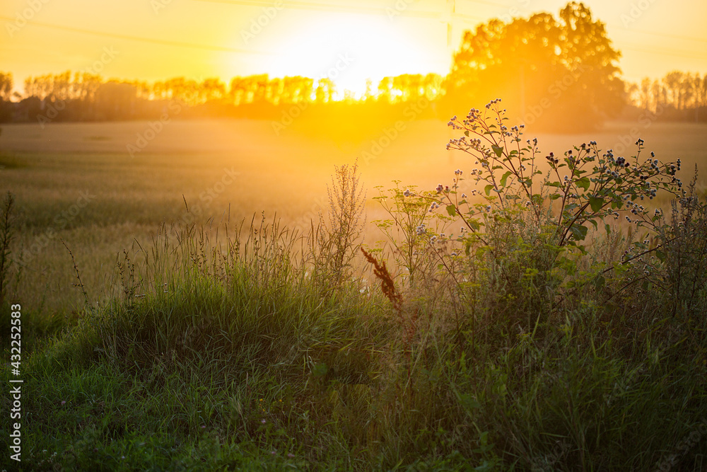 Scene of sunset or sunrise on the field in the summer. Landscape.