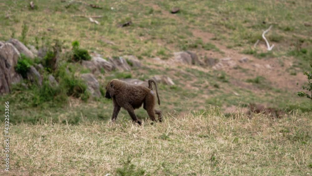 A large Kenyan Olive Baboon (Papio anubis) is walking and lazing around a luscious green Sub-Saharan forest. A large male adult monkey is tracked by the camera panning to the right. A large Kenyan Olive Baboon (Papio anubis) is walking and lazing around a luscious green Sub-Saharan forest. A large male adult monkey is tracked by the camera panning to the right.
