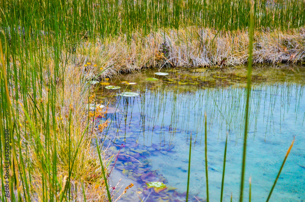 reeds in the water reeds in the water