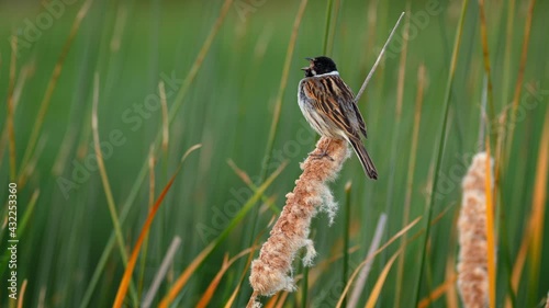 Common reed bunting (Emberiza schoeniclus) song call, European bird singing at the water