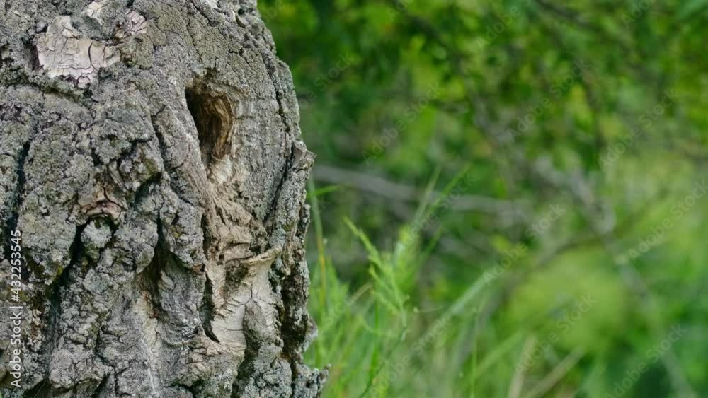 Eurasian hoopoe (Upupa epops) flying, bird flight in slow motion, nesting in a tree hollow Eurasian hoopoe (Upupa epops) flying, bird flight in slow motion, nesting in a tree hollow