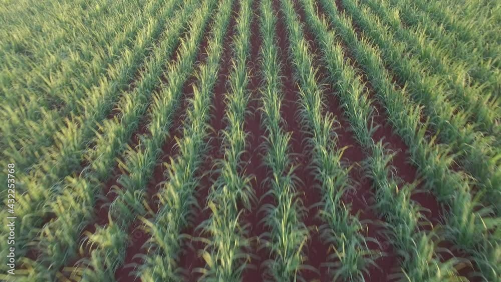 sugar cane plantation farm sunset usine in background