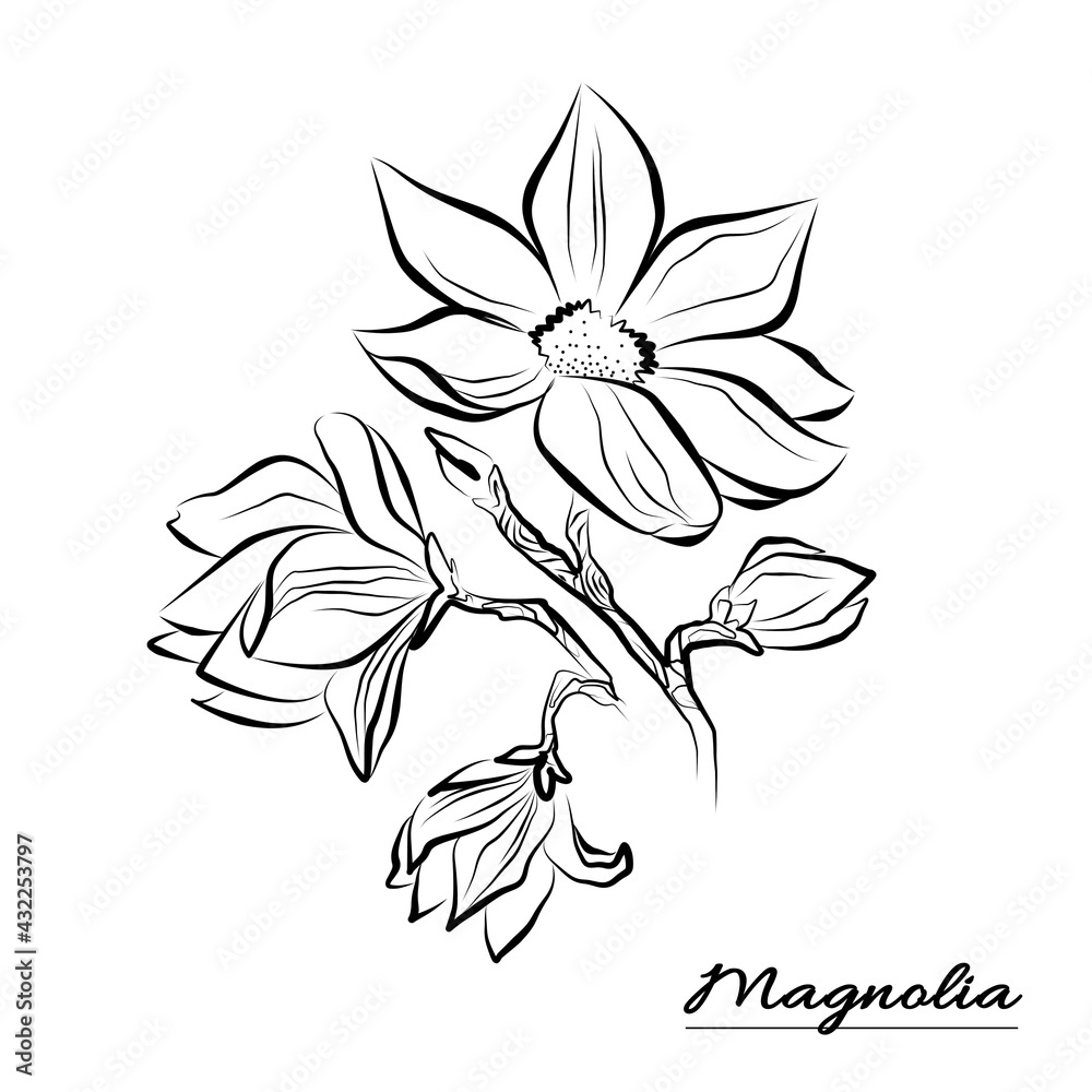 Line art Flower Magnolia on a white Background. Isolated Flowers with packaging and web Line art Flower Magnolia on a white Background. Isolated Flowers with packaging and web