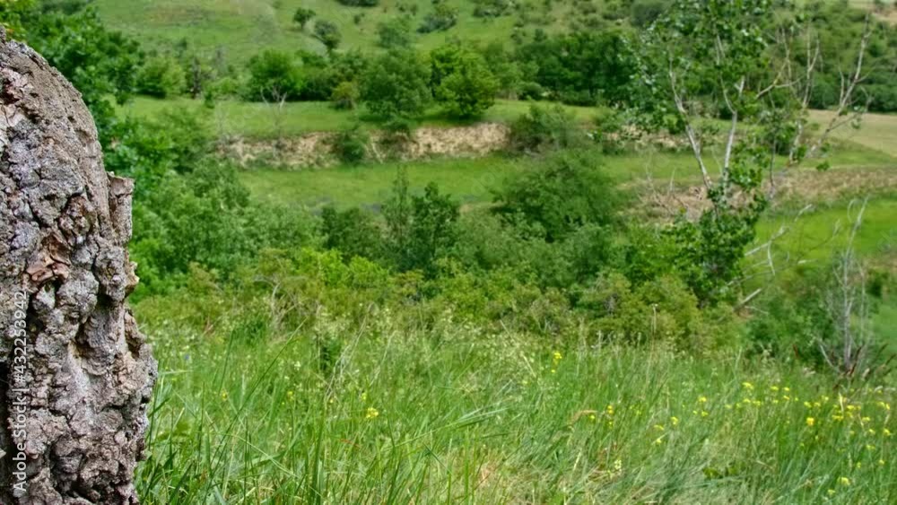 Eurasian hoopoe (Upupa epops) flying, bird flight in slow motion, nesting in a tree hollow Eurasian hoopoe (Upupa epops) flying, bird flight in slow motion, nesting in a tree hollow