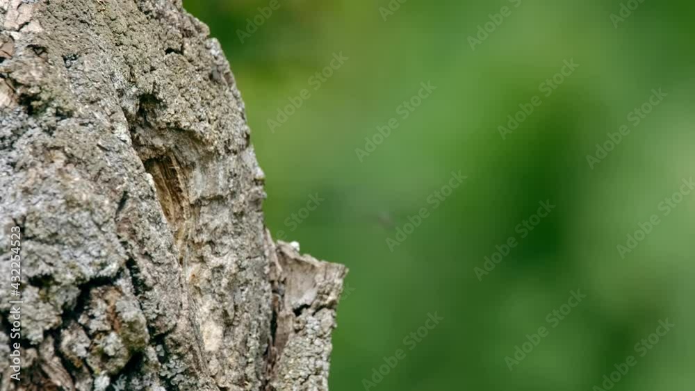Eurasian hoopoe (Upupa epops) flying, bird flight in slow motion, nesting in a tree hollow Eurasian hoopoe (Upupa epops) flying, bird flight in slow motion, nesting in a tree hollow