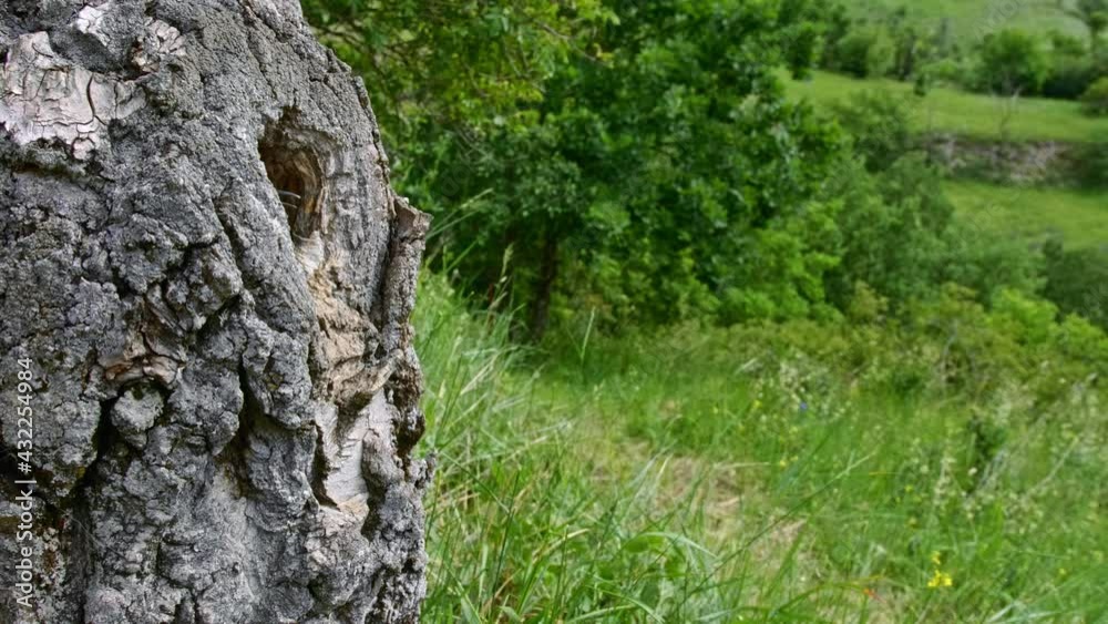 Eurasian hoopoe (Upupa epops) feeding baby, bird flight in slow motion, family in tree hollow