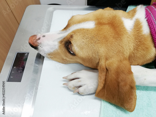 診察台の上で寝そべる犬の顔 photo