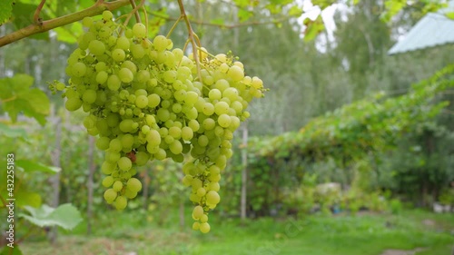 Wallpaper Mural Large bunches of grapes hang against the backdrop of the farm. Harvesting grapes in the vineyards Torontodigital.ca