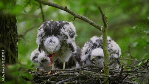 Eurasian sparrowhawk (Accipiter nisus) chicks feeding, baby bird of prey in nest eating photo