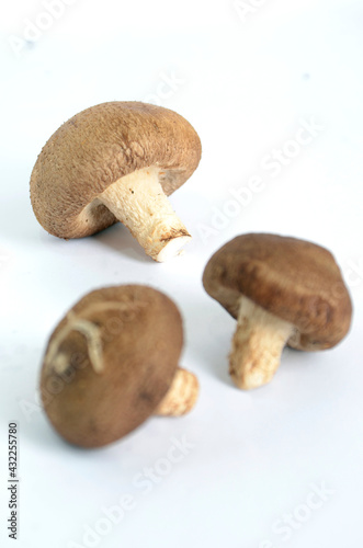 conceptual photo for delicious raw Shitake mushroom, white background