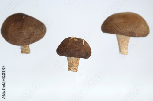  conceptual photo for delicious raw Shitake mushroom, white background photo