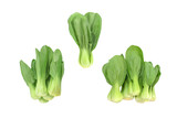 chinese cabbage isolated on white background,clipping path included.