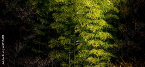The bamboo shows up in the morning sunlight.