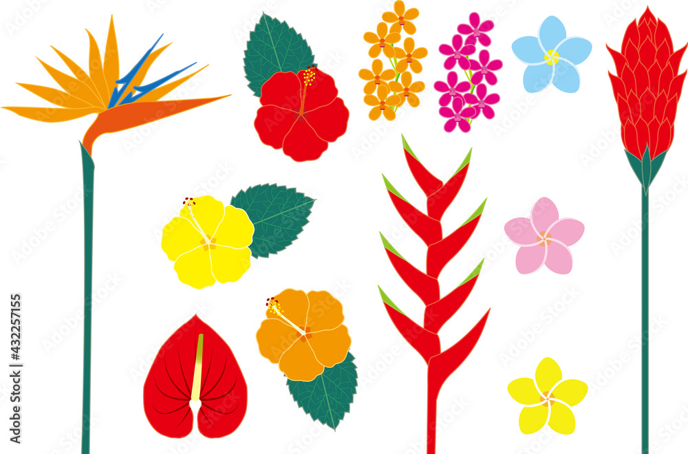 Fototapeta premium 南国の花 ベクターイラスト