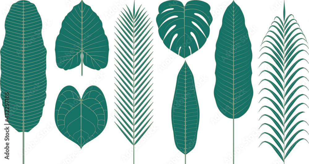 Fototapeta premium 熱帯植物の葉 ベクターイラスト
