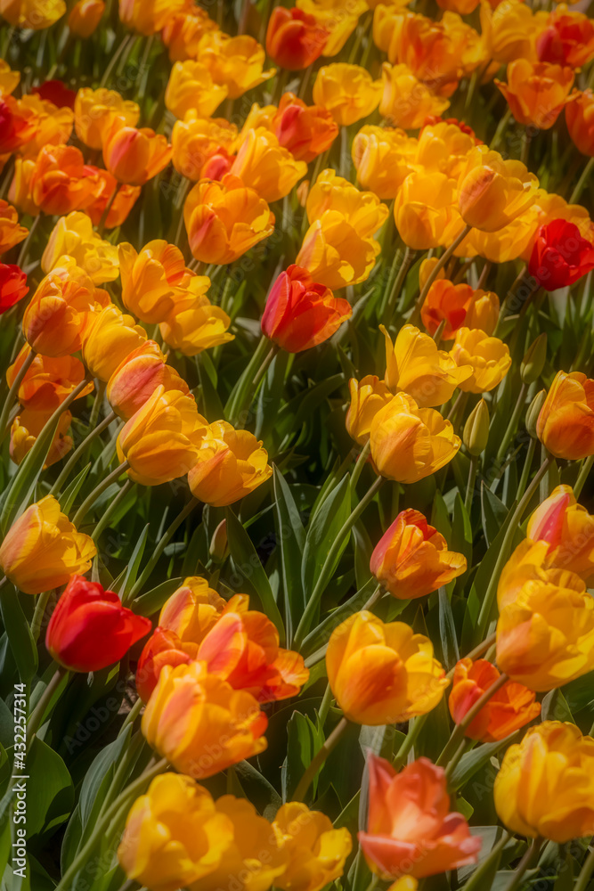 Close up shot of Tulip flowers in the fields of Holland, Michigan