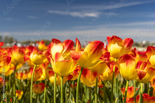 Red and Yellow color Tulip flowers with blue sky background