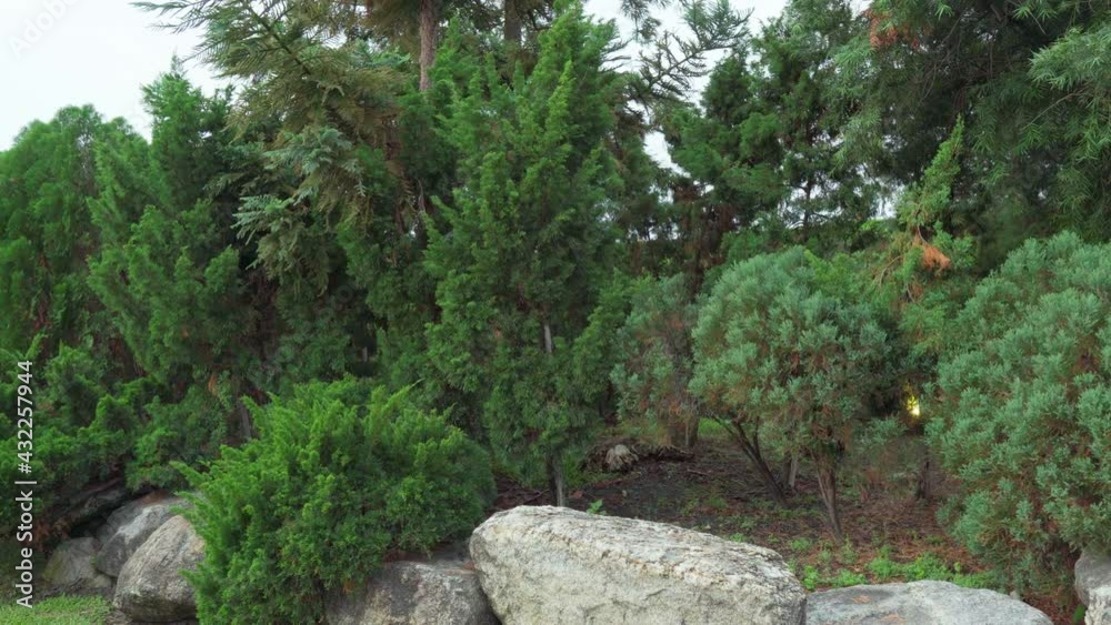 Panning video shot of pine tree plant in beautiful public park
Panning video shot of pine tree plant in beautiful public park