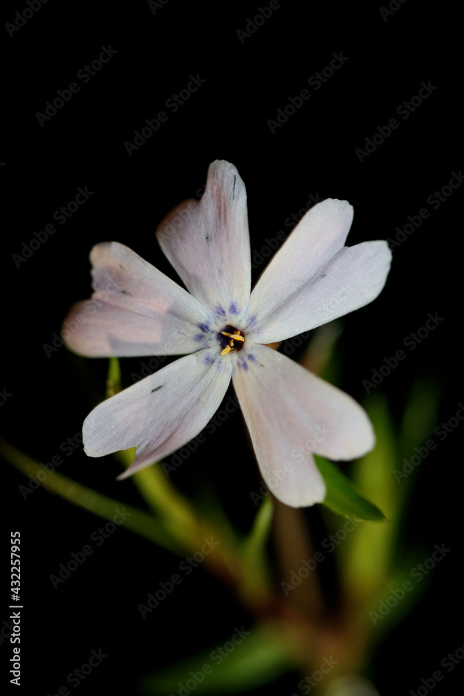 Flower blossom macro Phlox sabulata L. family polemoniaceae botanical modern background high quality big size educational print