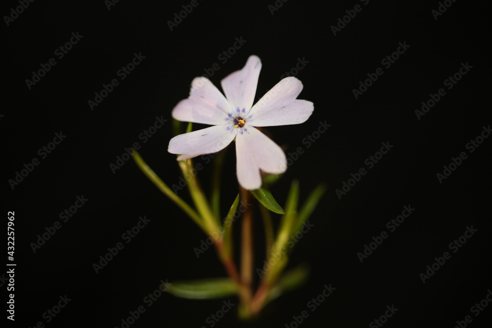 Flower blossom macro Phlox sabulata L. family polemoniaceae botanical modern background high quality big size educational print