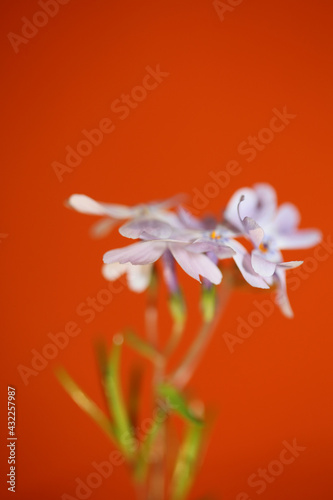 Flower blossom macro Phlox sabulata L. family polemoniaceae botanical modern background high quality big size educational print photo