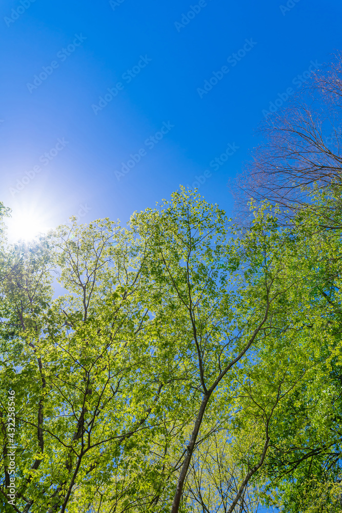 Fototapeta premium 新緑