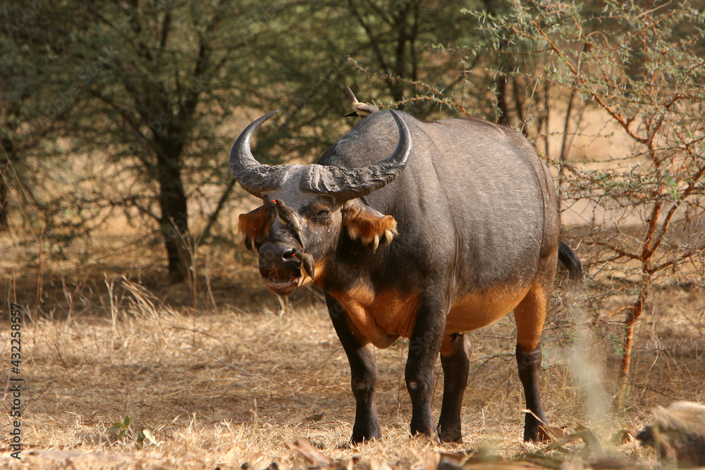 Buffle Nain (syncerus cafer nanus) Buffle Nain (syncerus cafer nanus)