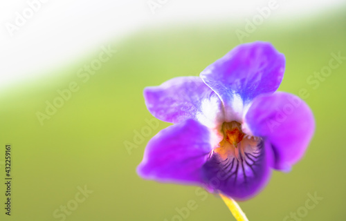 A purple orchid on a green background.