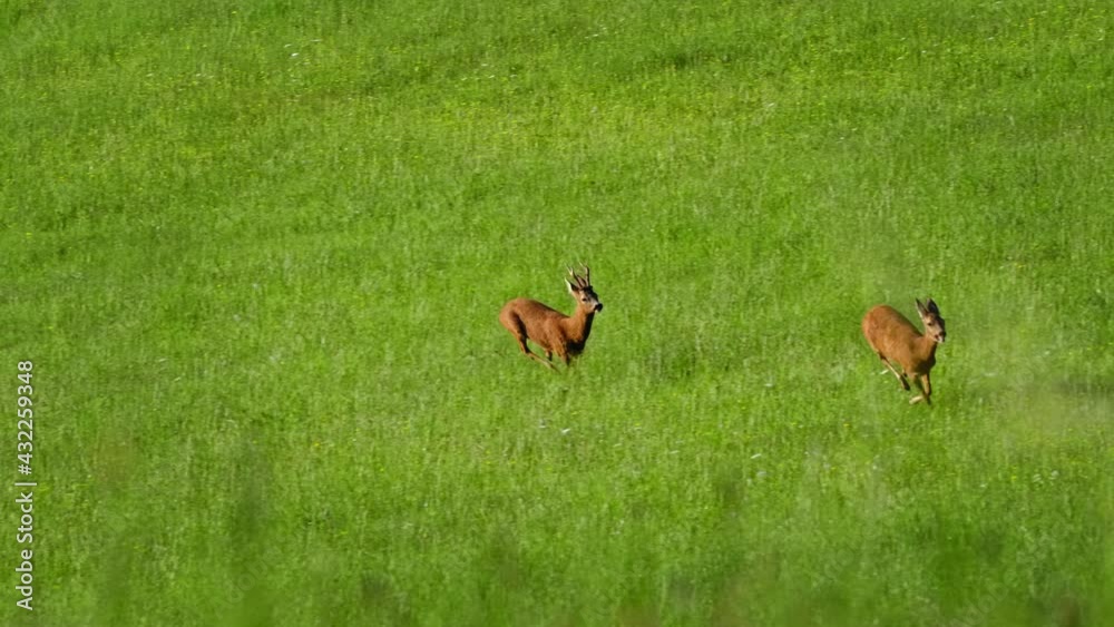 European roe deer (Capreolus capreolus) male buck in rut chasing a female doe, animals running European roe deer (Capreolus capreolus) male buck in rut chasing a female doe, animals running